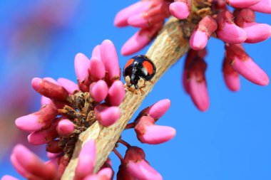 Harmonia axyridis crawls between flower buds, North China clipart