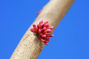 Bauhinia in full bloom in the botanical garden, North China clipart