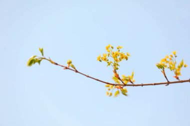 Botanik bahçesinde liriodendron çiçekleri, Kuzey Çin