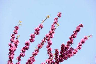 Kuzey Çin 'deki botanik bahçesinde çiçek açan Bauhinia çiçekleri