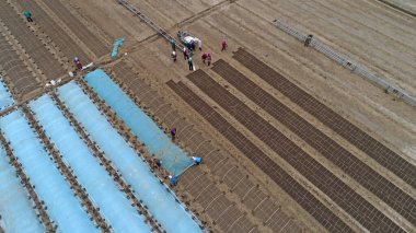 Çiftçiler Kuzey Çin 'deki tarlalara pirinç ekiyor.