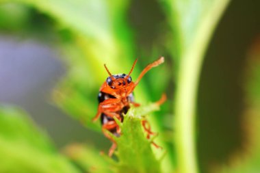 Kuzey Çin 'deki yabani bitkilerin üzerindeki yaprak böceği.