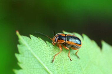 Kuzey Çin 'deki yabani bitkilerin üzerindeki yaprak böceği.