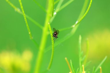 Flies on wild plants, North China clipart