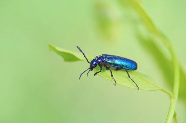 Kolaoptera böceği -- yeşil Daphne Genkwa, Kuzey Çin