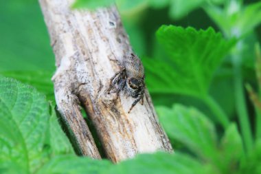 Vahşi doğadaki örümcekler, Kuzey Çin
