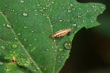 Kuzey Çin 'de nöropteranın işlevsel bir böceği.