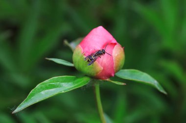 Kuzey Çin 'de yabani arı böcekleri