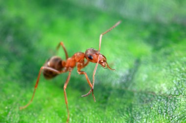 Karıncalar vahşi doğada, Kuzey Çin