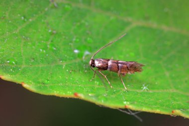 Lepidoptera böcekleri vahşi doğada, Kuzey Çin