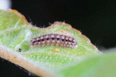 Lepidoptera larvaları vahşi doğada, Kuzey Çin