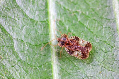 Vahşi doğada hemiptera böcekleri, Kuzey Çin