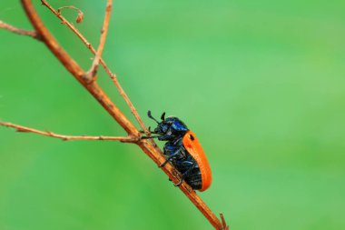 Leaf beetle on wild plants, North China clipart