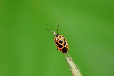 Vahşi doğada hemiptera böcekleri, Kuzey Çin