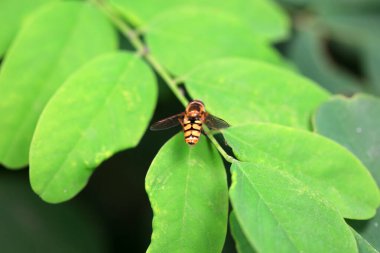 Aphid eating flies in the wild, North China clipart