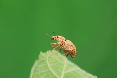 Yabani bitkiler, Kuzey Çin