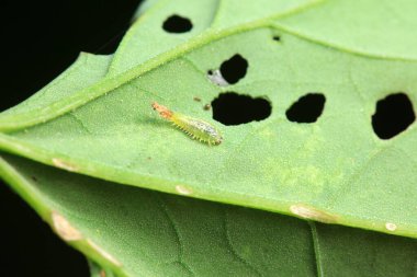 Hispidae ailesi Kuzey Çin 'de bitkilerin üzerinde sürünüyor.