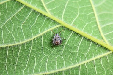 Vahşi doğada hemiptera böcekleri, Kuzey Çin