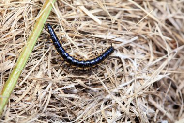 Kuzey Çin 'de diplopoda hayvan sınıfı.