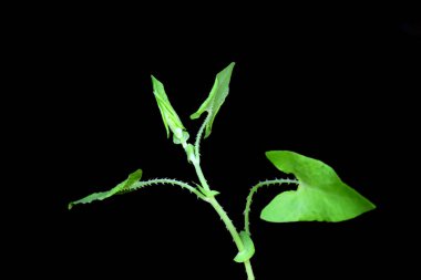 Siyah arka planda yabani Çin bitkisel ilaçları, Kuzey Çin