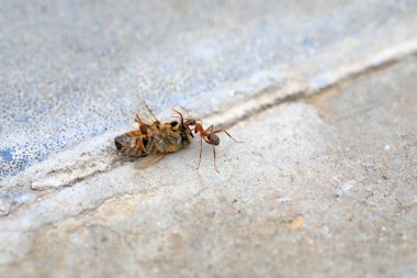 Karıncalar yerde ölü arılar taşır.