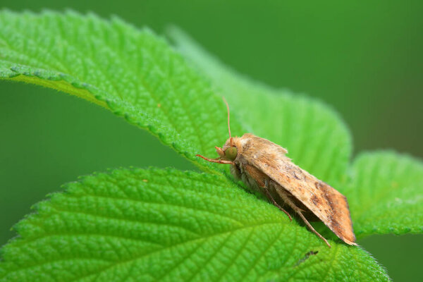 Насекомые-лепидоптеры в дикой природе, Северный Китай