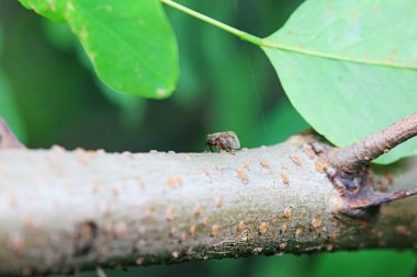 Kuzey Çin 'deki yabani bitkilerin üzerindeki Cicadellidae böcekleri.