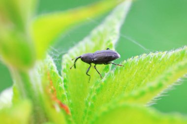 Yabani bitkiler, Kuzey Çin