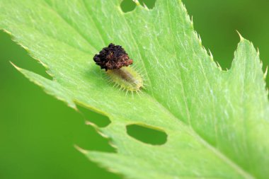 Hispidae ailesi Kuzey Çin 'de bitkilerin üzerinde sürünüyor.