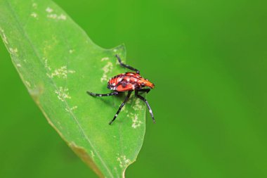 Kuzey Çin 'deki yabani bitkilerin üzerindeki Cicadellidae böcekleri.