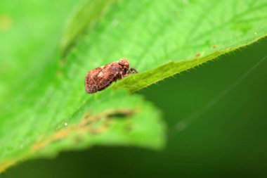 Kuzey Çin 'deki yabani bitkilerin üzerindeki Cicadellidae böcekleri.