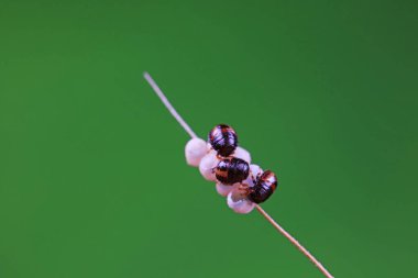 Vahşi doğada hemiptera böcekleri, Kuzey Çin