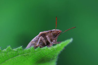 Vahşi doğada hemiptera böcekleri, Kuzey Çin