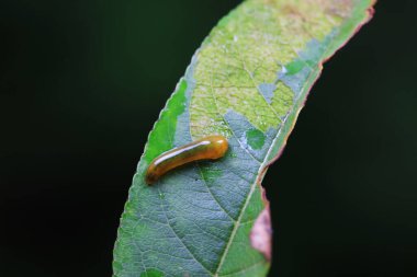 Kuzey Çin 'deki yabani bitkilerin üzerinde arı larvaları.