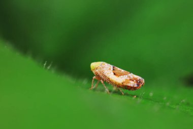 Kuzey Çin 'deki yabani bitkilerin üzerine ağustos böceği yaprağı