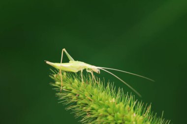 Kuzey Çin 'deki yabani bitkiler üzerine ağaç cırcırböceği