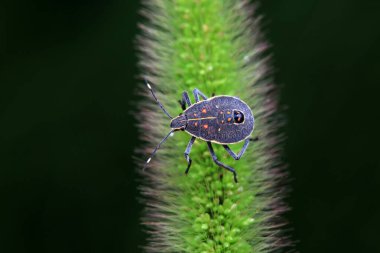 Vahşi doğada hemiptera böcekleri, Kuzey Çin