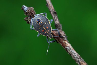 Vahşi doğada hemiptera böcekleri, Kuzey Çin