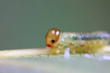 Kuzey Çin 'deki yabani bitkilerin üzerinde arı larvaları.
