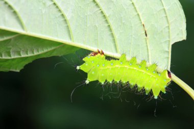 Lepidoptera larvaları vahşi doğada, Kuzey Çin