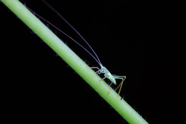 Kuzey Çin 'de Katydid perileri.