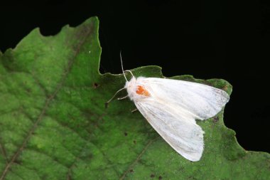 Lepidoptera böcekleri vahşi doğada, Kuzey Çin