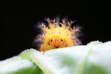 Kuzey Çin 'deki yabani bitkilerde uğur böcekleri