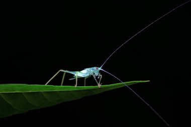 Katydid nymphs in the wild, North China clipart