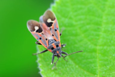 Vahşi doğada hemiptera böcekleri, Kuzey Çin