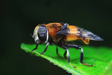 Kuzey Çin 'de yaprak biti sinekleri yiyor.