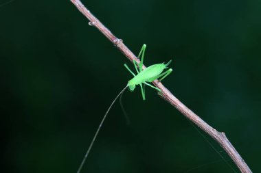 Katydid nymphs in the wild, North China clipart