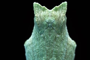 Lepidoptera larvaları vahşi doğada, Kuzey Çin