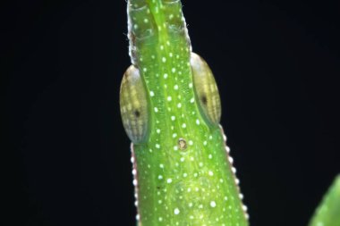 Vahşi doğada, Kuzey Çin 'de Atractomorpha sinensis