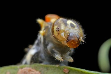 Lepidoptera larvaları vahşi doğada, Kuzey Çin